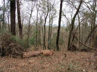 East Texas Timber Tract - image 6