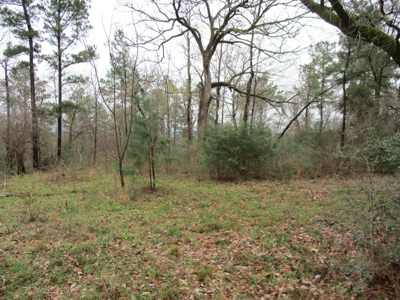 East Texas Timber Tract - image 3