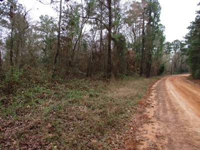 East Texas Timber Tract - image 4