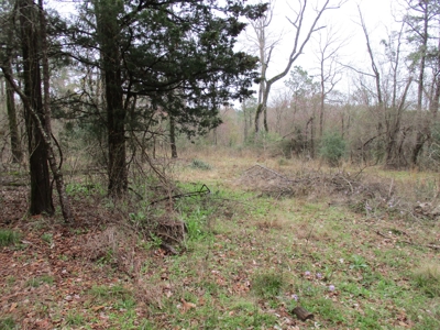 East Texas Timber Tract - image 5