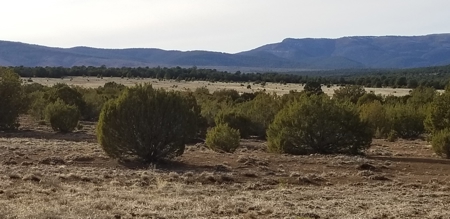 Beautiful 50 Ac Hwy 55 Frontage For Sale near Torreon NM - image 6