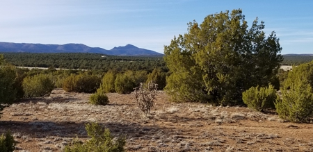 Beautiful 50 Ac Hwy 55 Frontage For Sale near Torreon NM - image 1