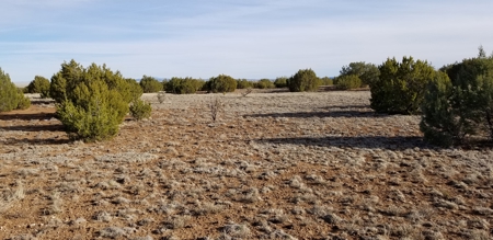 Beautiful 50 Ac Hwy 55 Frontage For Sale near Torreon NM - image 4