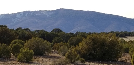Beautiful 50 Ac Hwy 55 Frontage For Sale near Torreon NM - image 3