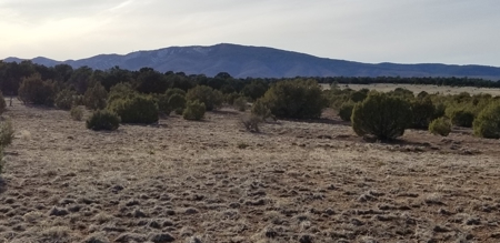 Beautiful 50 Ac Hwy 55 Frontage For Sale near Torreon NM - image 2