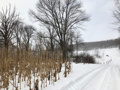 Dairy Farm in Herkimer County - image 28