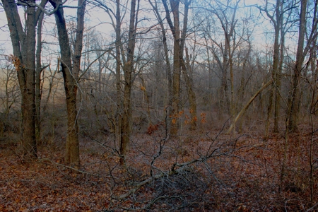 Pasture Ground for Sale - Warrensburg, MO - image 7
