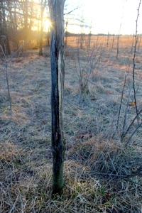 Pasture Ground for Sale - Warrensburg, MO - image 29