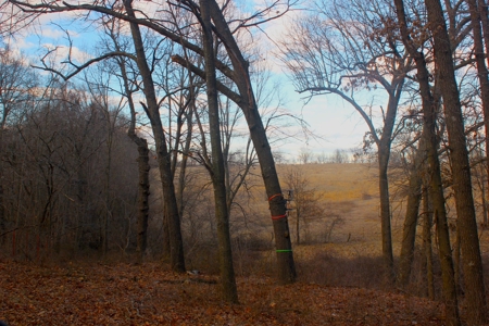 Pasture Ground for Sale - Warrensburg, MO - image 8