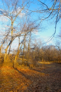 Pasture Ground for Sale - Warrensburg, MO - image 20