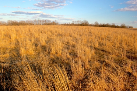 Pasture Ground for Sale - Warrensburg, MO - image 23