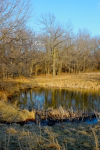 Pasture Ground for Sale - Warrensburg, MO - image 14