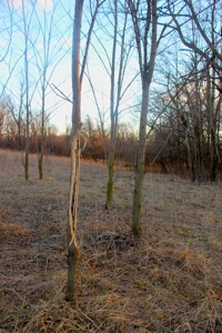 Pasture Ground for Sale - Warrensburg, MO - image 28