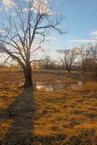 Pasture Ground for Sale - Warrensburg, MO - image 17