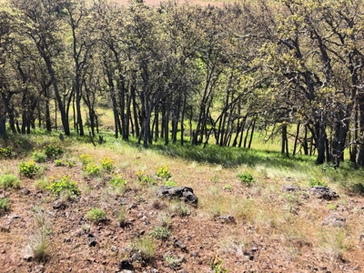 Land for sale in Goldendale Washington, near Columbia river - image 14
