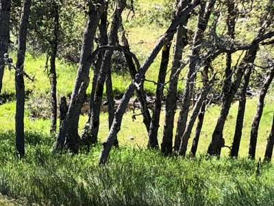 Land for sale in Goldendale Washington, near Columbia river - image 13