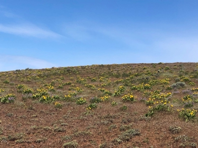 Land for sale in Goldendale Washington, near Columbia river - image 20