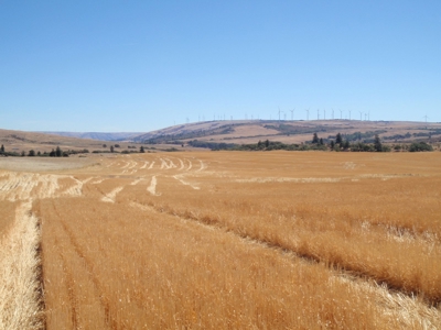 Land for sale in Goldendale Washington, near Columbia river - image 4