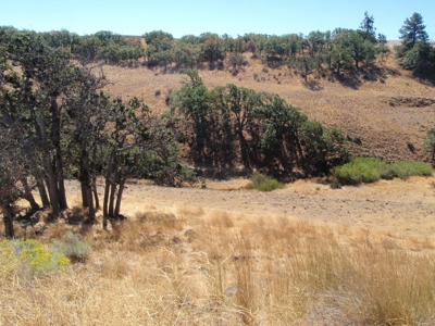 Land for sale in Goldendale Washington, near Columbia river - image 8
