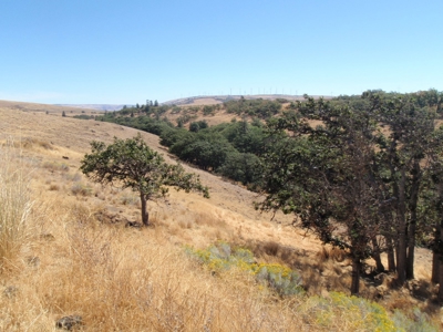 Land for sale in Goldendale Washington, near Columbia river - image 15