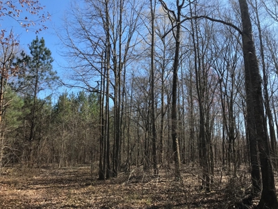 Land for Sale - Craig Springs Rd, Sturgis, MS 39769 - image 31