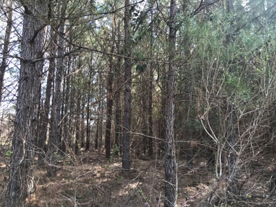 Land for Sale - Craig Springs Rd, Sturgis, MS 39769 - image 26