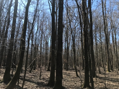 Land for Sale - Craig Springs Rd, Sturgis, MS 39769 - image 32
