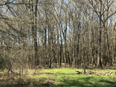 Land for Sale - Craig Springs Rd, Sturgis, MS 39769 - image 21