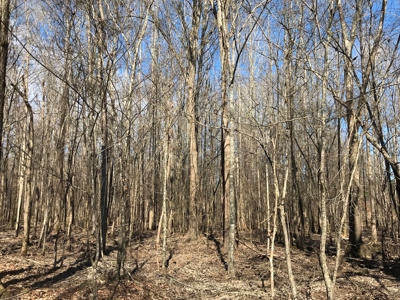 Land for Sale - Craig Springs Rd, Sturgis, MS 39769 - image 17