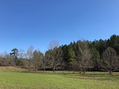 Land for Sale - Craig Springs Rd, Sturgis, MS 39769 - image 15