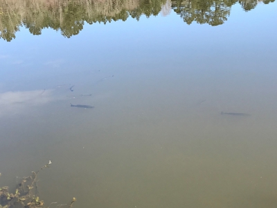 Land for Sale - Craig Springs Rd, Sturgis, MS 39769 - image 36