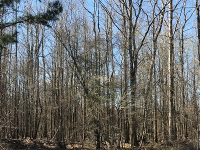 Land for Sale - Craig Springs Rd, Sturgis, MS 39769 - image 14