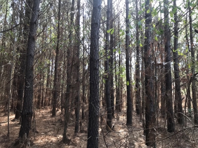Land for Sale - Craig Springs Rd, Sturgis, MS 39769 - image 27