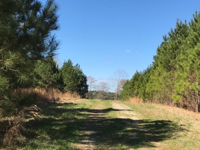 Land for Sale - Craig Springs Rd, Sturgis, MS 39769 - image 5