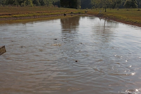 Missouri Ozarks,  Castor River Farm: - image 19