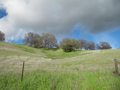 Orchards in Yolo County, Northern California For Sale - image 4