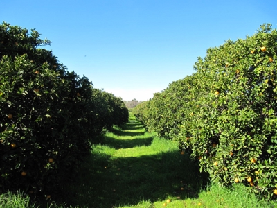 Orchards in Yolo County, Northern California For Sale - image 2