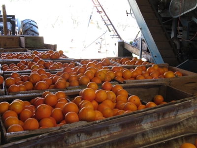 Orchards in Yolo County, Northern California For Sale - image 9
