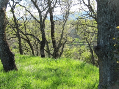 Orchards in Yolo County, Northern California For Sale - image 23