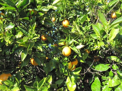Orchards in Yolo County, Northern California For Sale - image 19