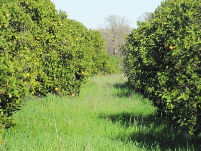 Orchards in Yolo County, Northern California For Sale - image 21