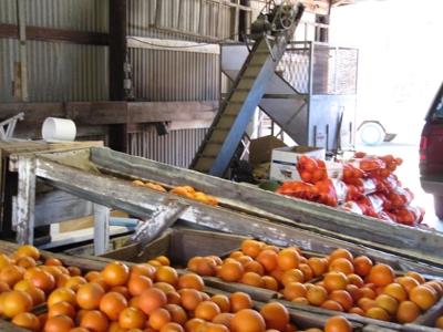 Orchards in Yolo County, Northern California For Sale - image 10