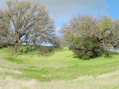 Orchards in Yolo County, Northern California For Sale - image 13