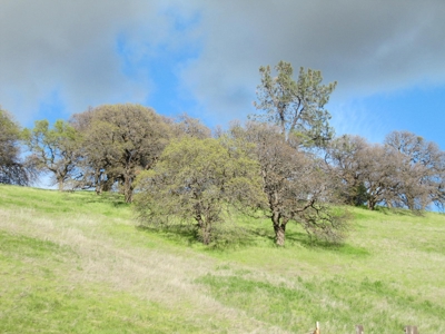 Orchards in Yolo County, Northern California For Sale - image 11