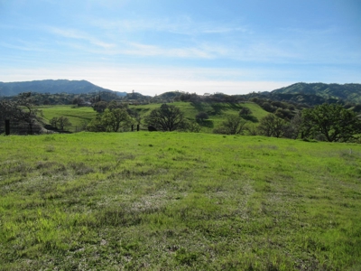 Orchards in Yolo County, Northern California For Sale - image 5