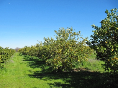 Orchards in Yolo County, Northern California For Sale - image 16