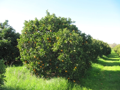 Orchards in Yolo County, Northern California For Sale - image 27