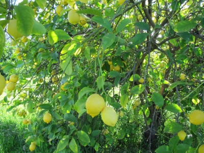 Orchards in Yolo County, Northern California For Sale - image 17