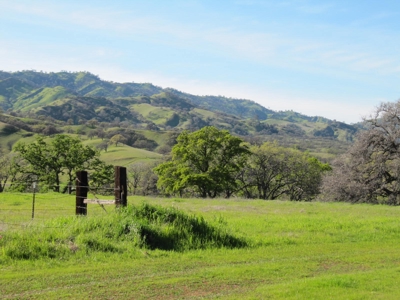 Orchards in Yolo County, Northern California For Sale - image 1