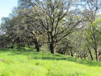 Orchards in Yolo County, Northern California For Sale - image 26